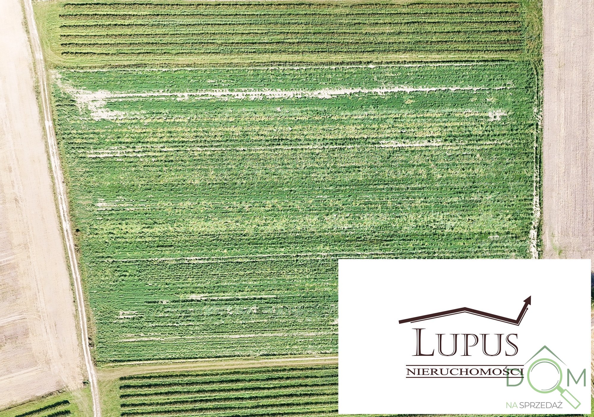 lupus_nieruchomosci_zs_2197_12.jpg